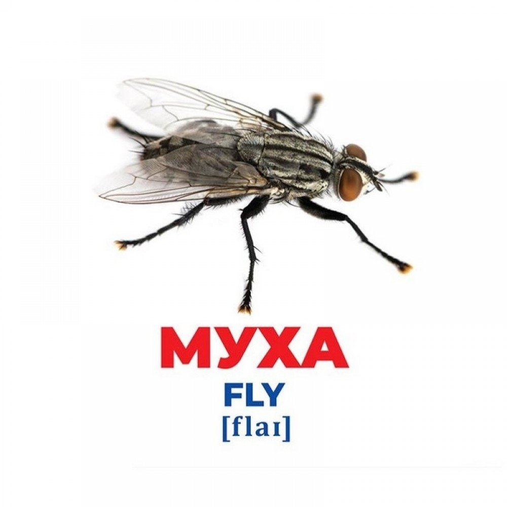 Набор развивающих карточек Гений с пеленок "Насекомые" Ранок 10107199, 17 карточек