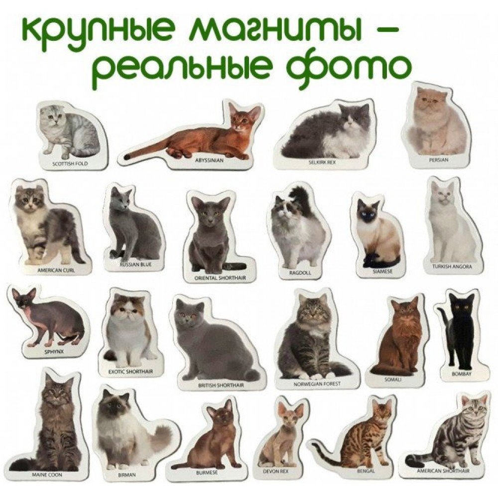Набор магнитов Magdum "Породы кошек" ML4031-13 EN