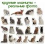 Набор магнитов Magdum "Породы кошек" ML4031-13 EN