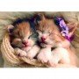 Пазлы "Спящие котята" Trefl 37271 500 эл