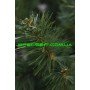 Елка искусственная ПВХ 0,55м (55см)
