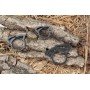 Кольцо зажимное Presto-PS для трубки 25 мм SR-0125