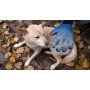 Перчатка для вычесывания шерсти True Touch, Тру Тач, Pet Glove