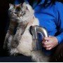 Машинка для стрижки собак и котов, Сборник шерсти для собак SHED PAL